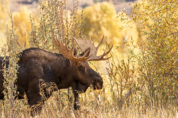 istock Bull Shiras Moose in Autumn 1061434846