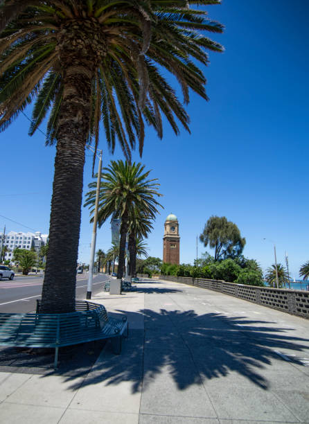 Melbourne, St Kilda with Palm tree. stock photo