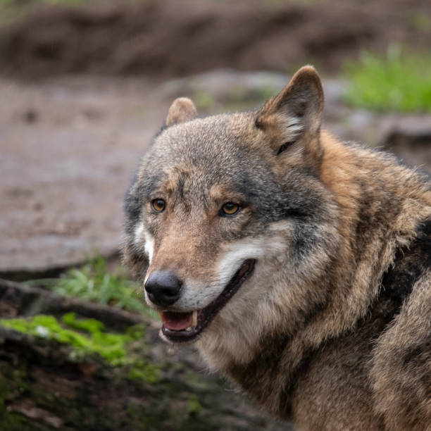 istock European Wolf, Canis lupus lupus 1061436680