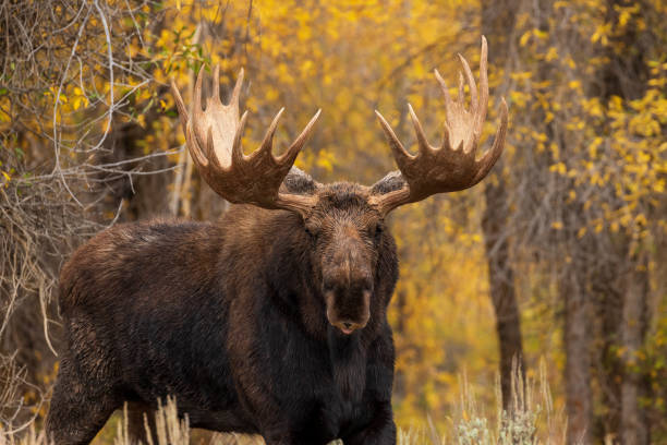 istock Bull Shiras Moose in Autumn 1061436732
