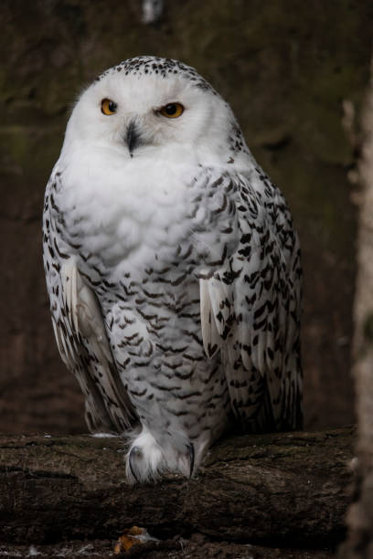 istock Great Snowy Owl,  Bubo scandiacus 1061436746