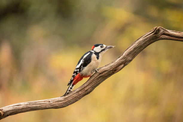 istock Great Spotted Woodpecker, Dendrocopos major 1061436984