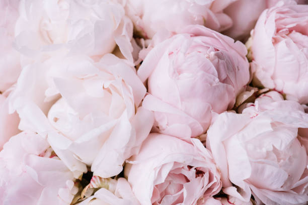 istock Beautiful aromatic fresh blossoming tender pink peonies texture, close up view 1061437084