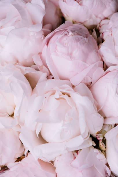 istock Beautiful aromatic fresh blossoming tender pink peonies texture, close up view 1061437088