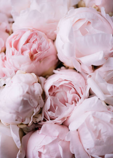 Beautiful aromatic fresh blossoming tender pink peonies texture, close up view