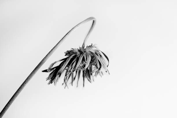 High Contrast of fading bloom