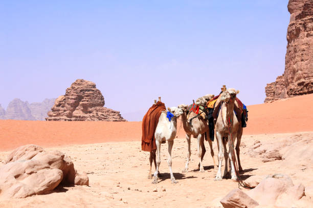 istock Camels in Wadi Rum desert, Jordan 1061437250