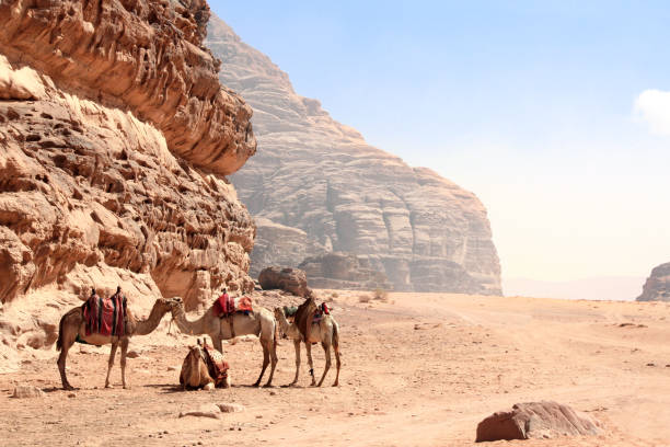 istock Camels in Wadi Rum desert, Jordan 1061437262