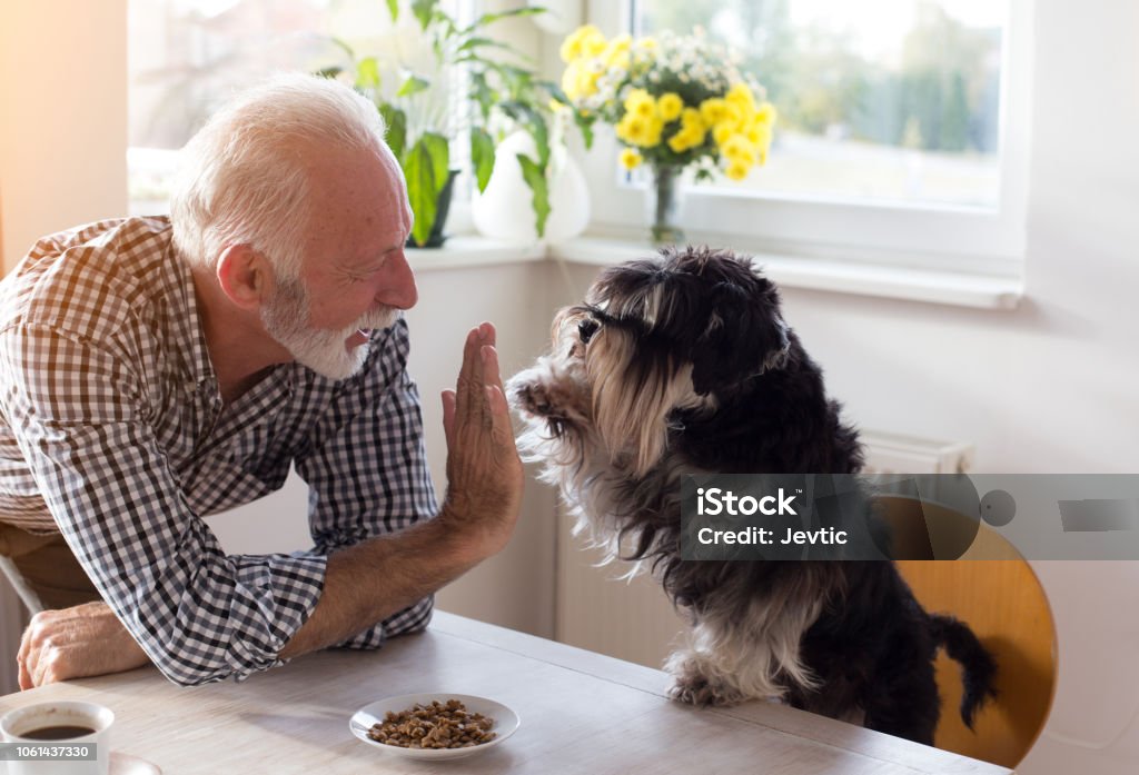 Senior homme avec chien - Photo de Chien libre de droits