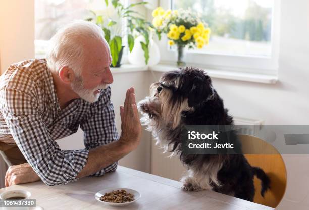 Photo libre de droit de Senior Homme Avec Chien banque d'images et plus d'images libres de droit de Chien - Chien, Troisième âge, Hommes seniors