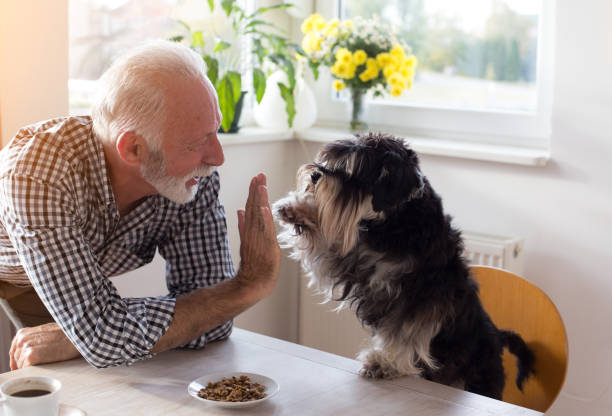 Senior man with dog Cute dog giving five with paw to a senior man at dining table with food in small plate in front of him drill photos stock pictures, royalty-free photos & images