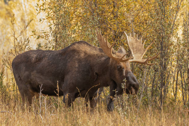 istock Bull Shiras Moose in Autumn 1061438436