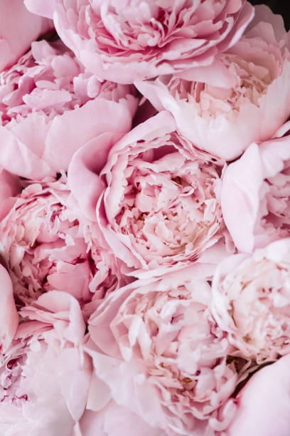 istock Beautiful aromatic fresh blossoming tender pink peonies texture, close up view 1061438600