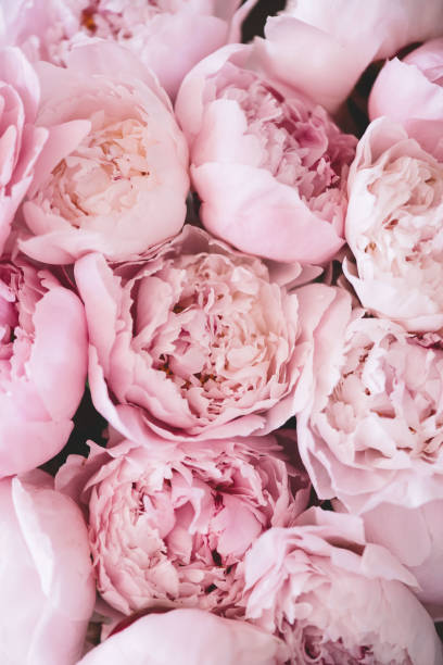Beautiful aromatic fresh blossoming tender pink peonies texture, close up view stock photo