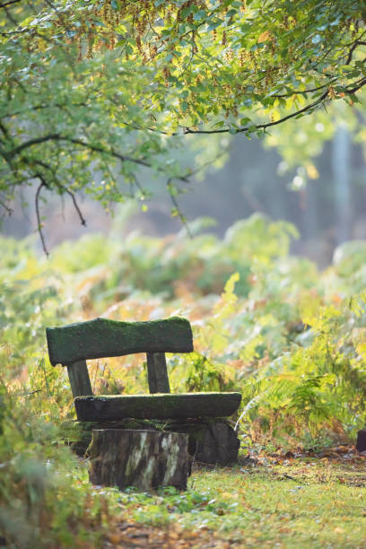 Wooden bench in autumn forest with ferns.