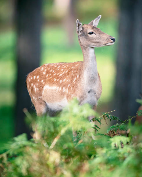 istock Female fallow deer behind ferns in autumn forest. 1061439016