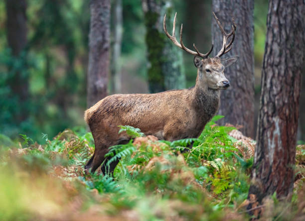 istock Red deer stag in autumn forest. 1061439056