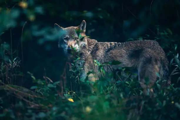 Photo of Eurasian wolf behind bushes in forest.