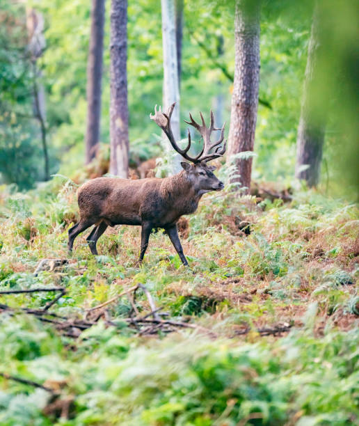 istock Red deer stag in autumn forest. 1061439074
