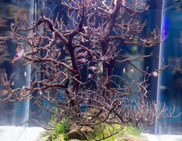 istock Beautiful tropical planted freshwater aquarium 1061440880