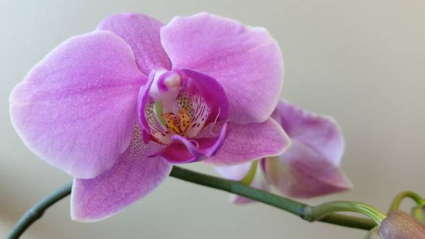 istock Purple orchid blossom 1061441232