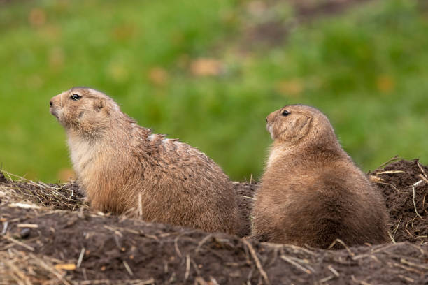 istock Prairie dog, Cynomys 1061441840