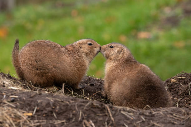 istock Prairie dog, Cynomys 1061441910