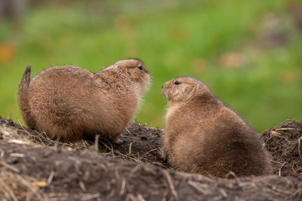 istock Prairie dog, Cynomys 1061441914