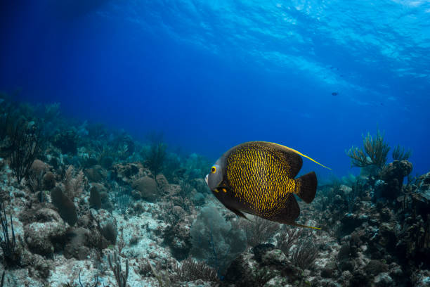istock French angelfish - Cayman Islands 1061447642