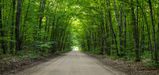 longa estrada de terra em linha reta rural através de uma densa floresta verde - treelined forest tree summer - fotografias e filmes do acervo