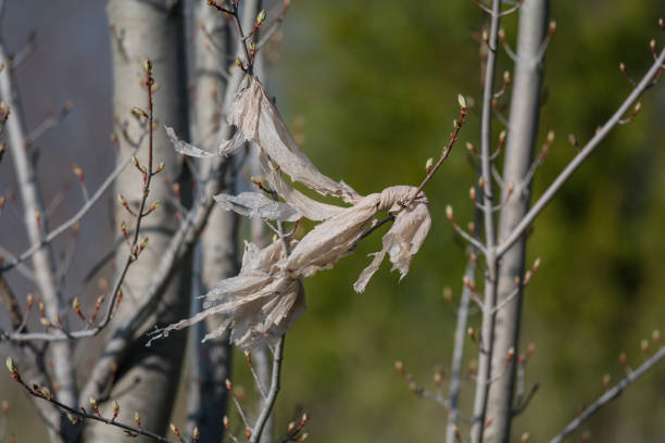 istock A plastic shopping bag slowly breaks down in the branches of a young tree. 1061449560