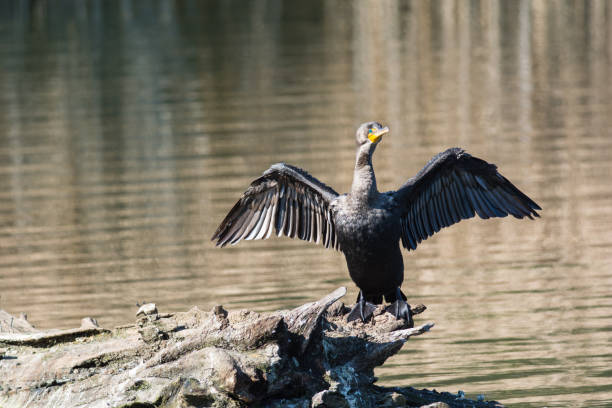 istock A double-crested cormorant dries it's wings as it stands on a log in a pond. 1061449624