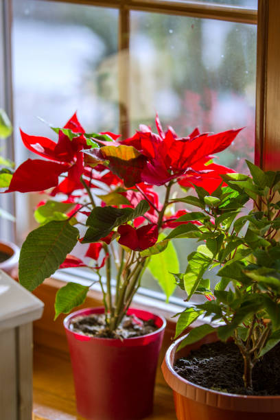 fleurs de poinsettia sur fenêtre, belle fleur rouge étoile de noël - flower head poinsettia euphorbiaceae leaf photos et images de collection