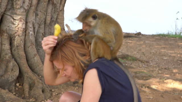 MS Monkey cleaning woman's scalp,Sri Lanka