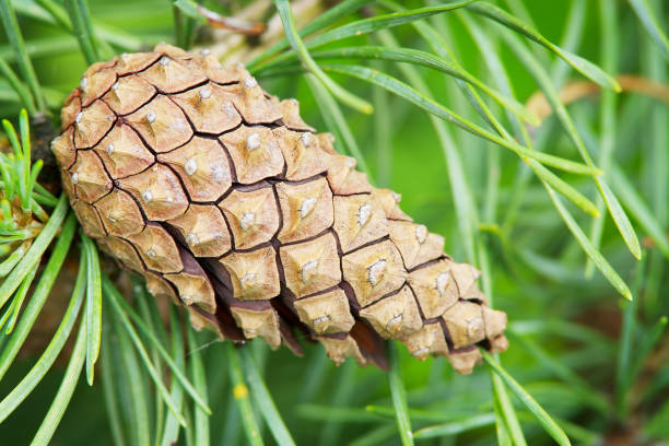 ヨーロッパアカマツのコーンです。 - brown pine cone seed plant ストックフォトと画像