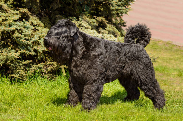 istock Bouvier of Flanders in profile. 1061458662