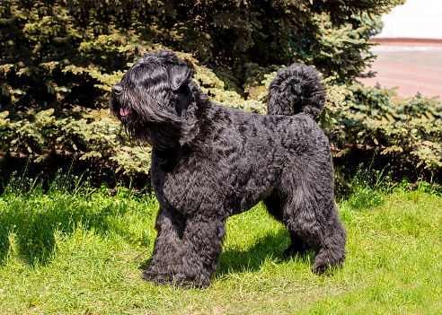 The Bouvier des Flandres stands on the green grass.