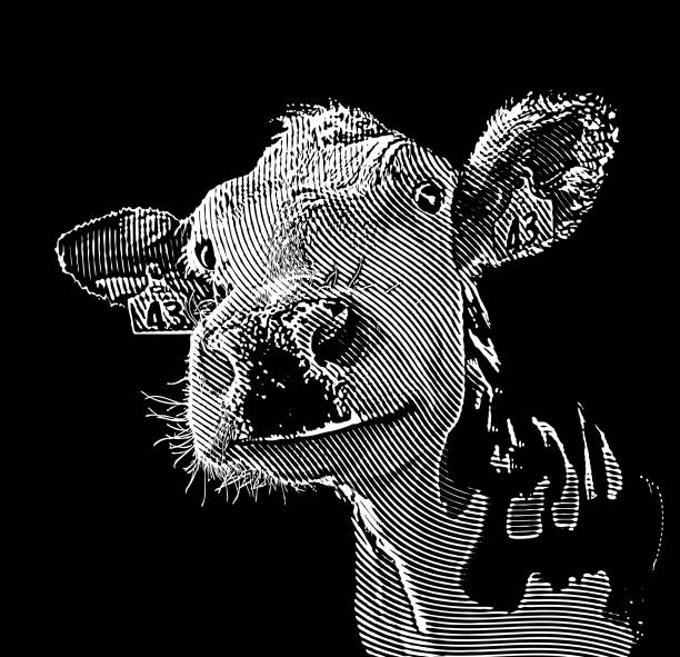 ilustraciones, imágenes clip art, dibujos animados e iconos de stock de cerca de la vaca sonriente feliz - cheesy grin illustrations