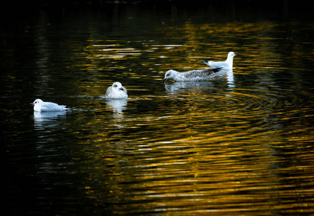 Four seagulls sit in the water amidst warm reflected light.