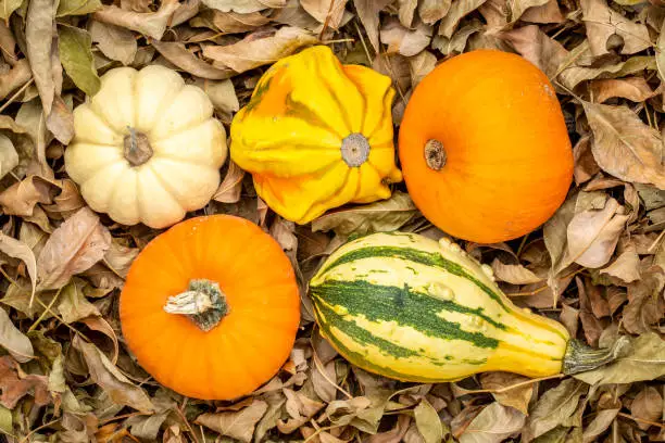 background of colorful gourds against dry leaves