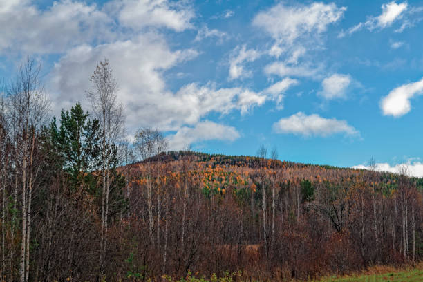 istock autumn landscape with yellow trees against a cloudy sky background 1061465450