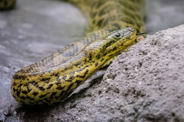 Photo of Young Anaconda snake