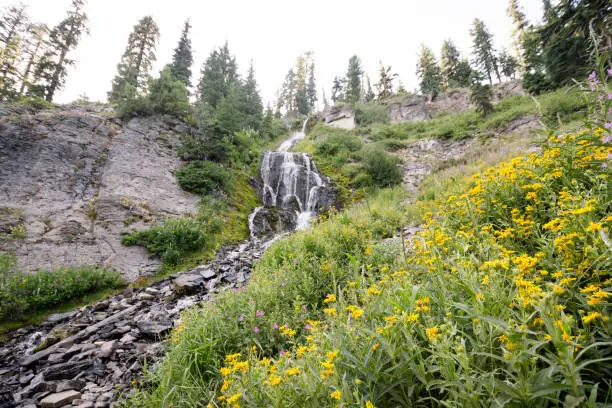Vidae Falls located along the Rim Drive in Crater Lake National Park in Oregon. Wildflowers near the waterfall