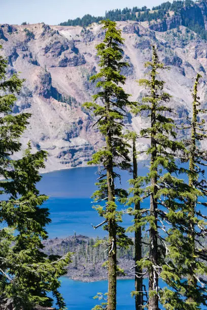 Portrait orientation of large pine trees at Crater Lake National Park in Oregon
