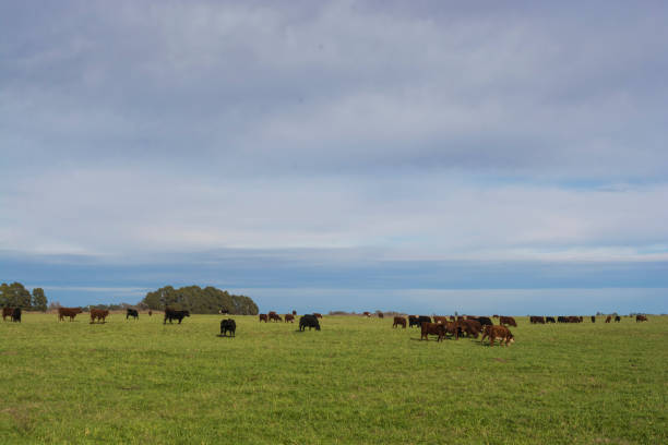 istock Cows in its habita 1061471734