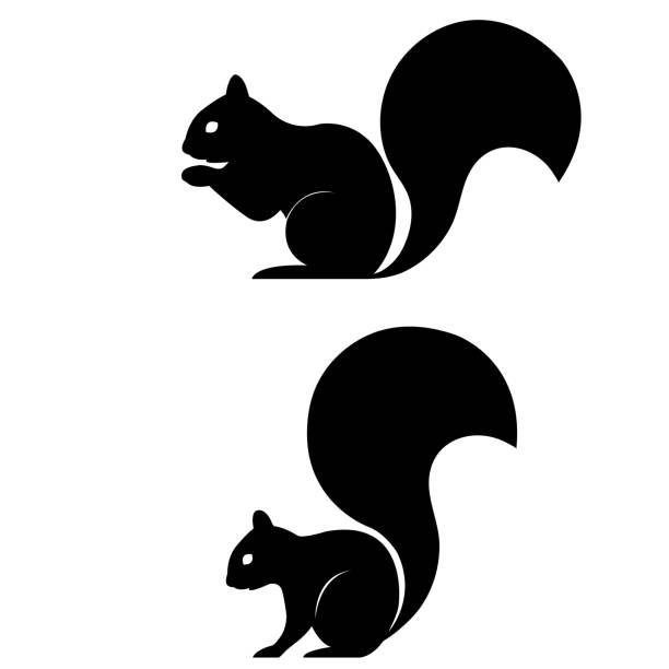 eichhörnchen-symbol auf weißem hintergrund - eichhörnchen stock-grafiken, -clipart, -cartoons und -symbole