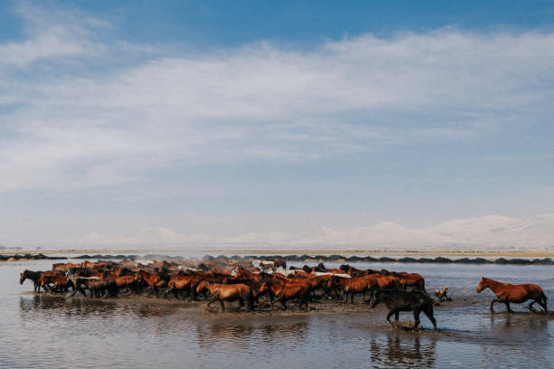 istock Herd of Wild Horses Running in Water 1061479536