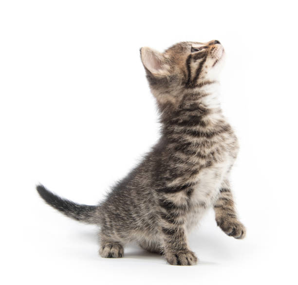 istock Cute tabby kittn with paw up 1061481146