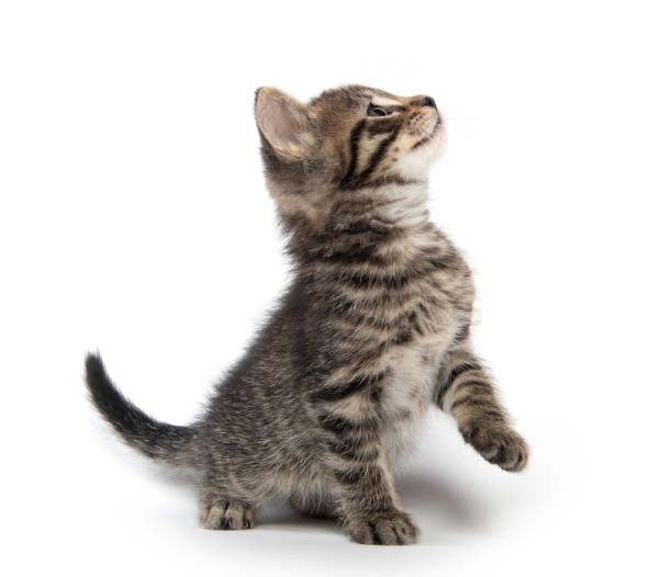 istock Cute tabby kittn with paw up 1061481184