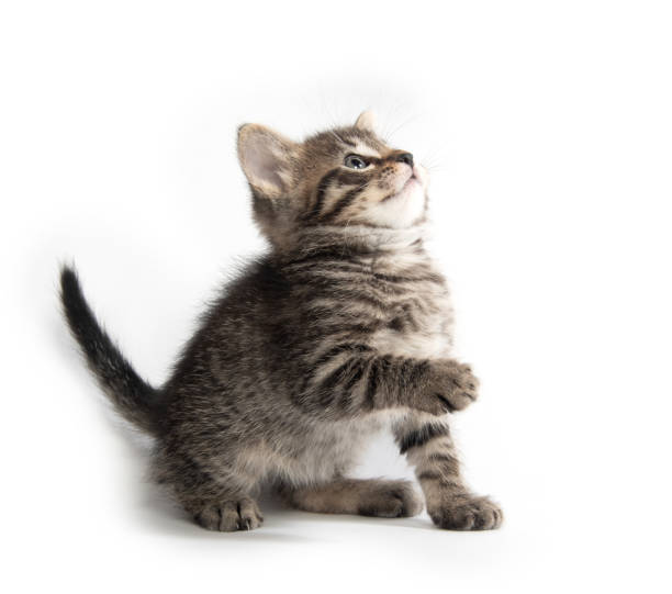 istock Cute tabby kittn with paw up 1061481264